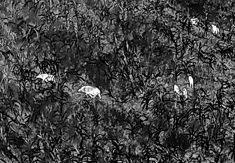 Wildtier management Revier kartierung